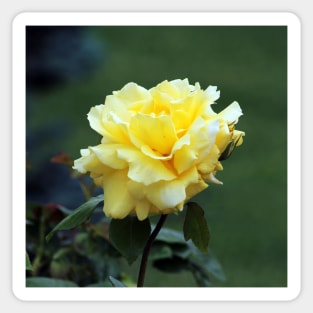 Single Yellow Rose floral Sticker